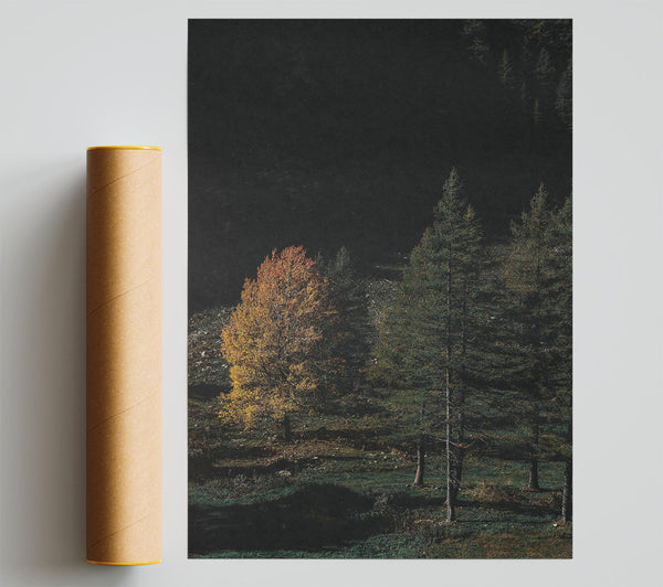 Golden Glow In Pines Print