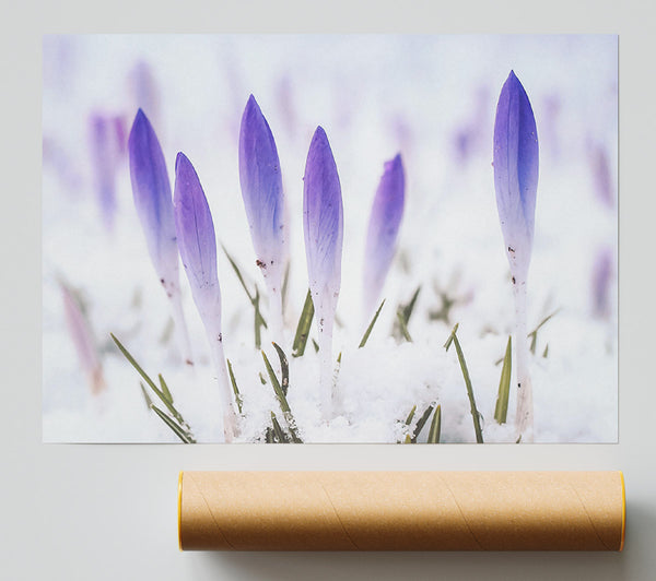 Purple Hope In Snow Poster