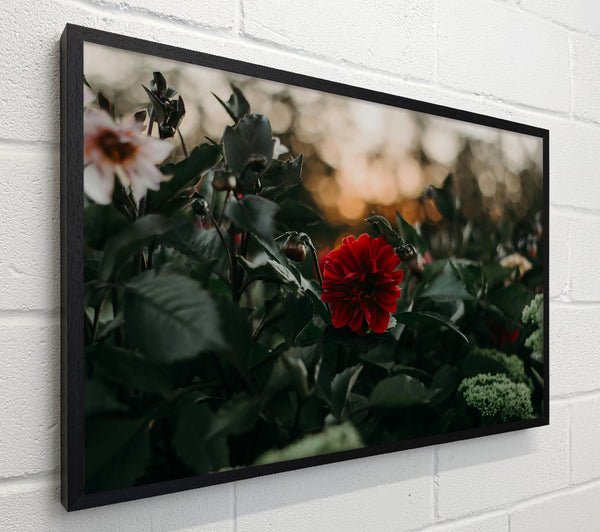 Crimson Bloom In Green