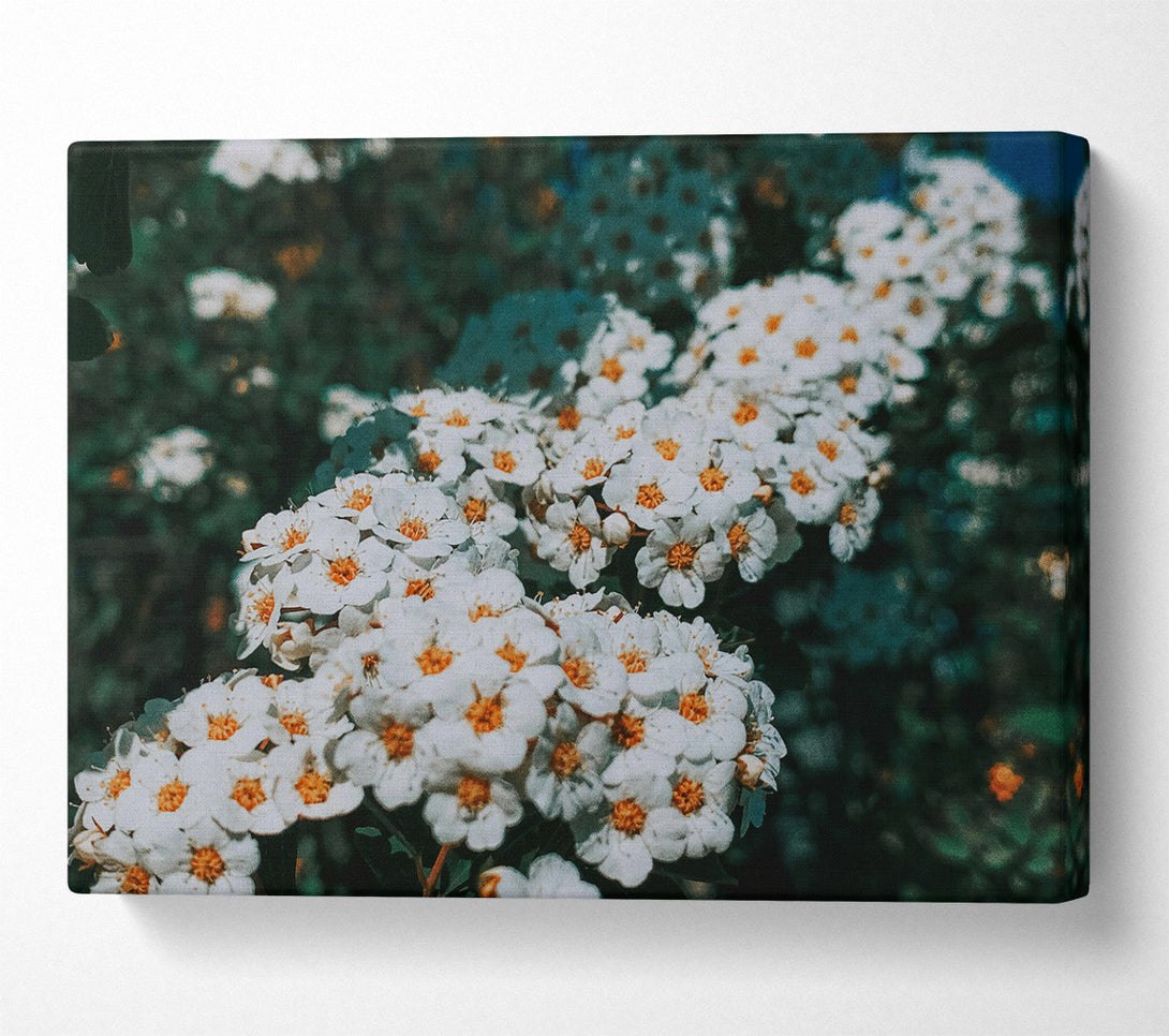  A Canvas Print of Green And White Blooms Canvas Art