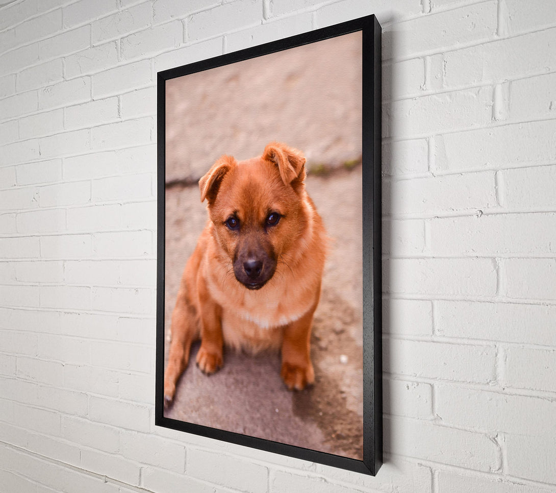  A Canvas Print of Golden Furry Gaze Canvas Print