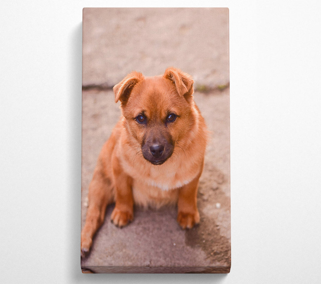 A Canvas Print of Golden Furry Gaze Canvas Print