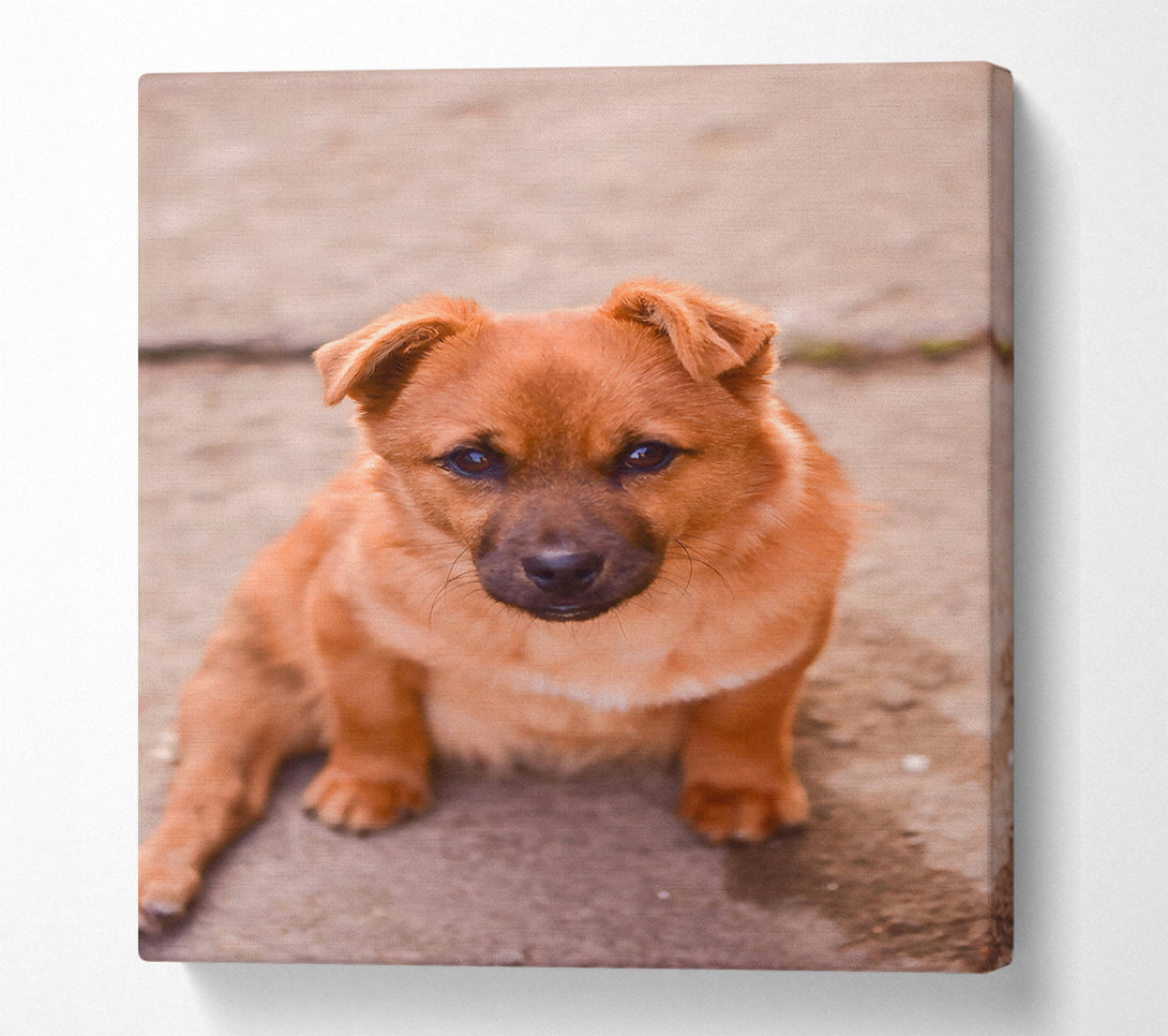  A Canvas Print of Golden Furry Gaze Canvas Print