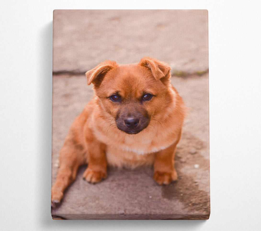  A Canvas Print of Golden Furry Gaze Canvas Print