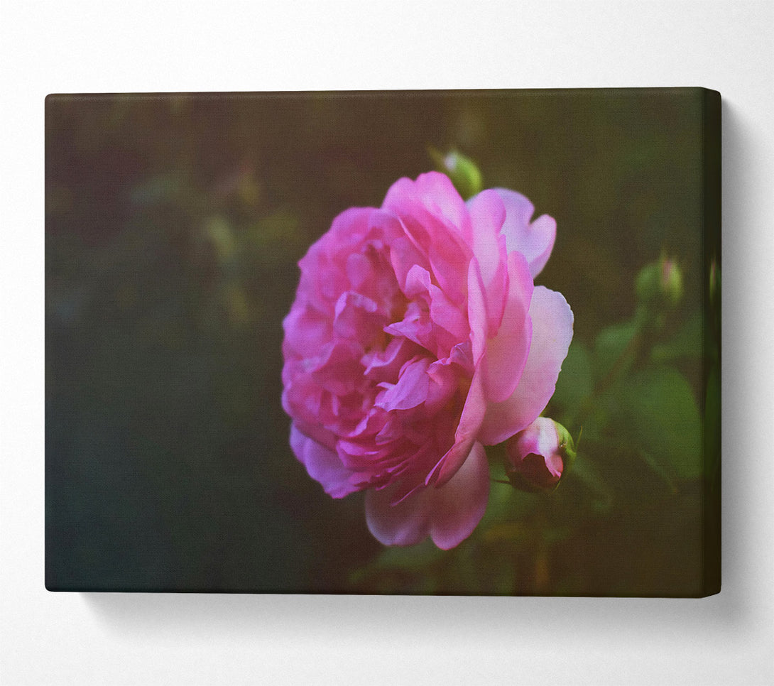  A Canvas Print of Pink Rose Bloom Canvas Art