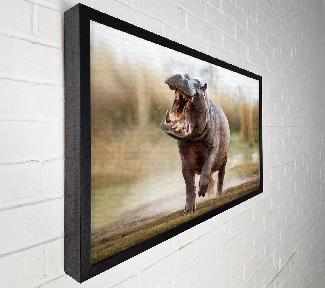  A Canvas Print of Charging Hippo Canvas Wall Art