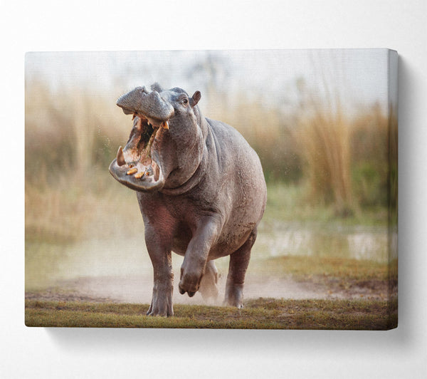  A Canvas Print of Charging Hippo Canvas Wall Art