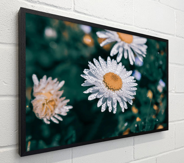 White Daisy Dewdrop