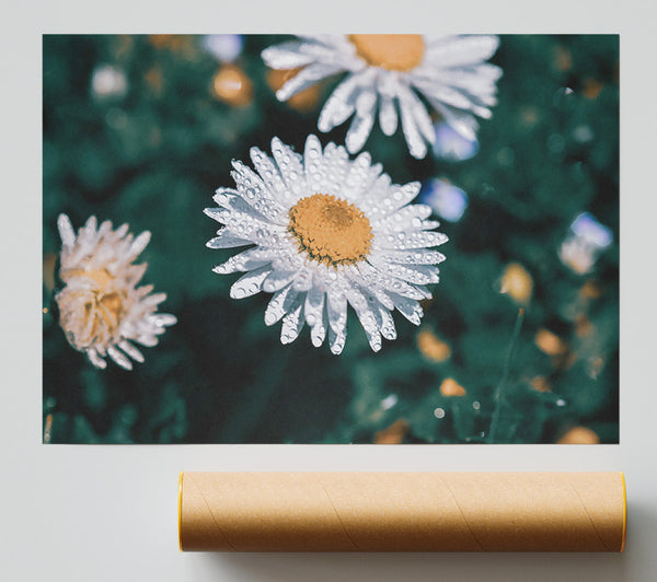 White Daisy Dewdrop Print
