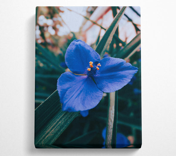  A Canvas Print of Azure Bloom Embrace Canvas Wall Art