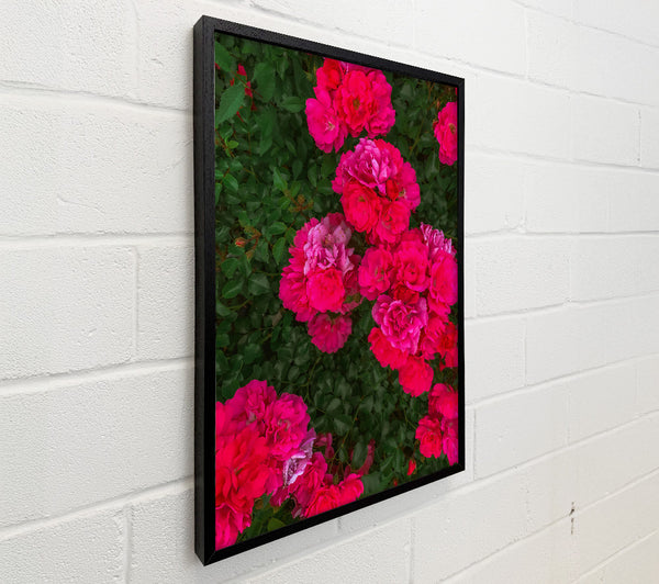 Fuchsia Rose Bloom