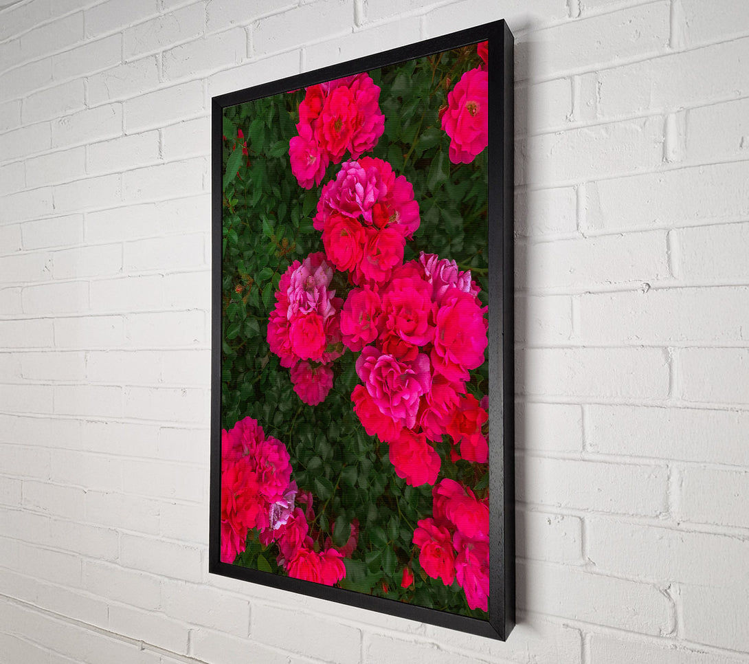  A Canvas Print of Fuchsia Rose Bloom Canvas Art