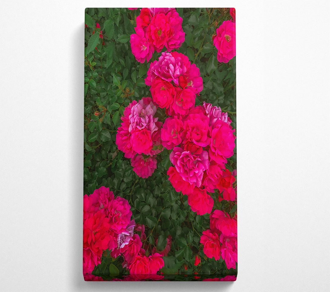  A Canvas Print of Fuchsia Rose Bloom Canvas Art
