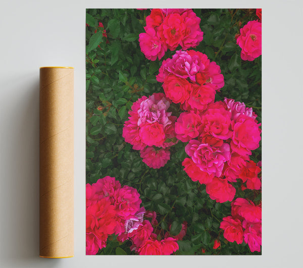 Fuchsia Rose Bloom Giclee Print