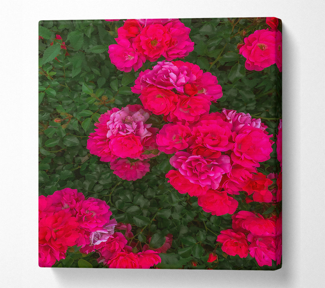  A Canvas Print of Fuchsia Rose Bloom Canvas Art