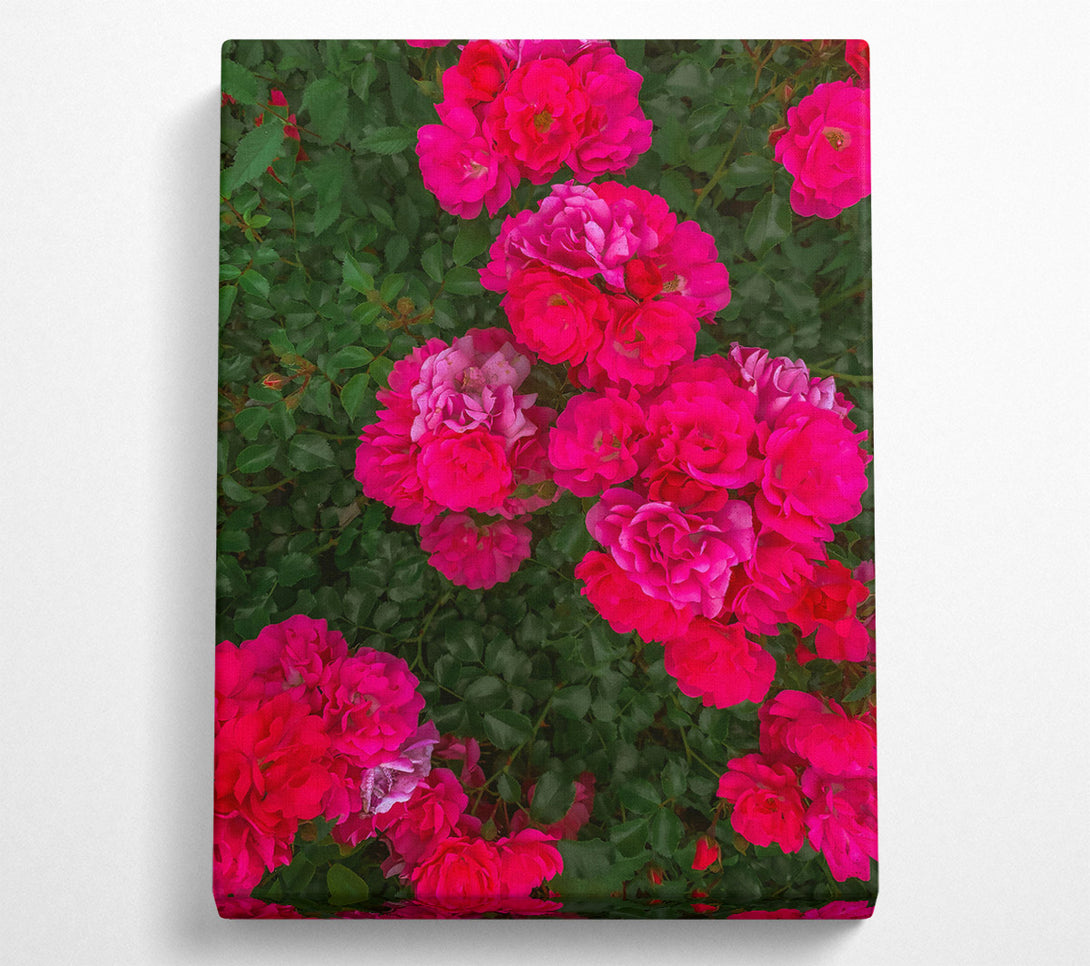  A Canvas Print of Fuchsia Rose Bloom Canvas Art