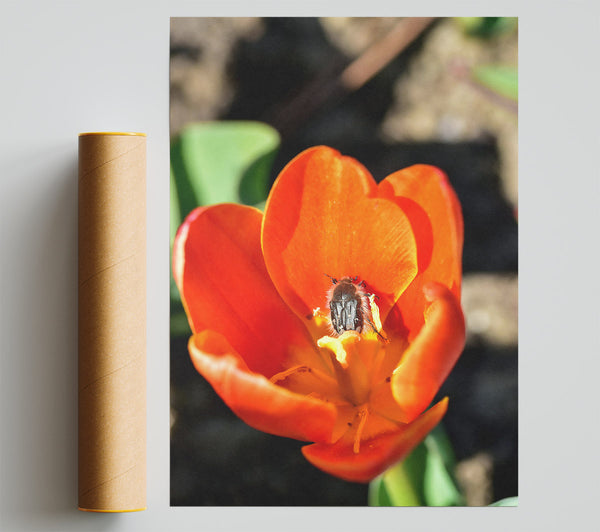 Orange Tulip Embrace Print