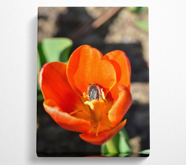 Orange Tulip Embrace
