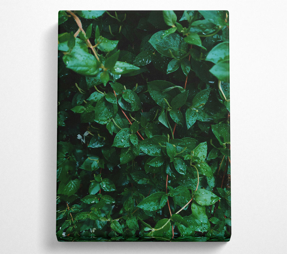  A Canvas Print of Emerald Dew Drops Canvas Wall Art