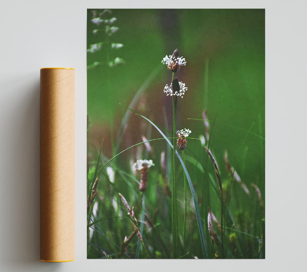 Green Blades And White Blossoms Poster