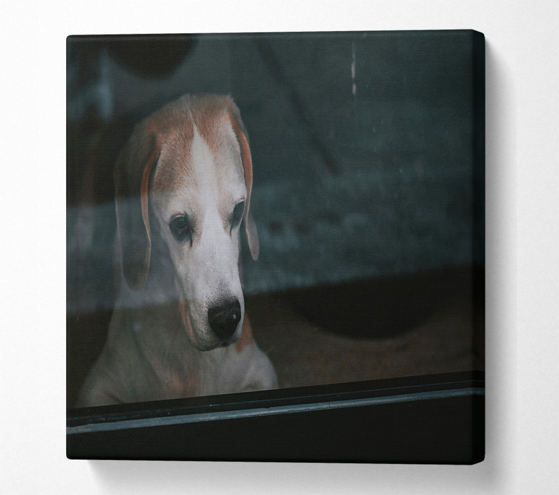  A Canvas Print of The Blue Gaze Canvas Art