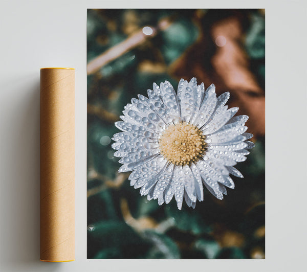 White Daisy Dewdrops Giclee Print