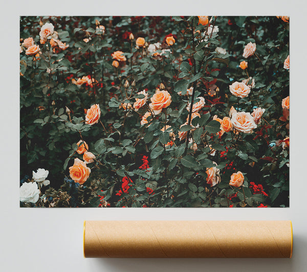 Peach Rose Garden Print