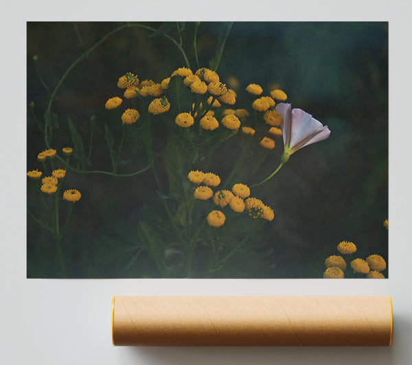 Single Yellow Bloom Giclee Print