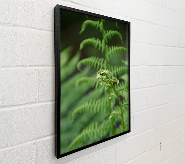 Emerald Fern Fiddlehead