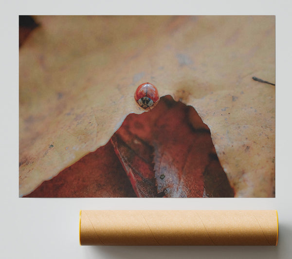 Red Under Leaf Poster