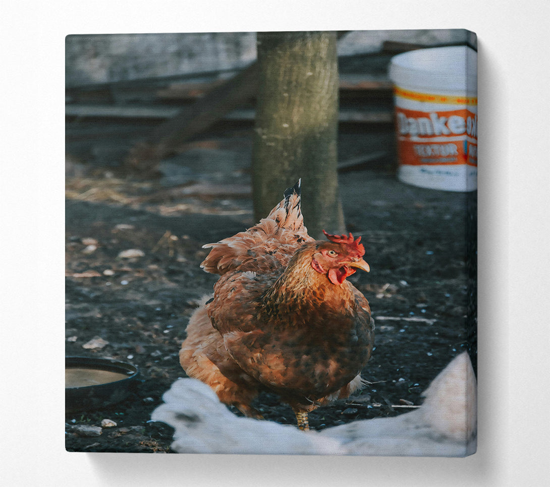  A Canvas Print of The Rusty Hen. Canvas Art