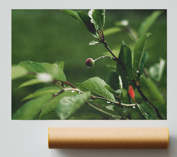 Emerald Budding Hope Print