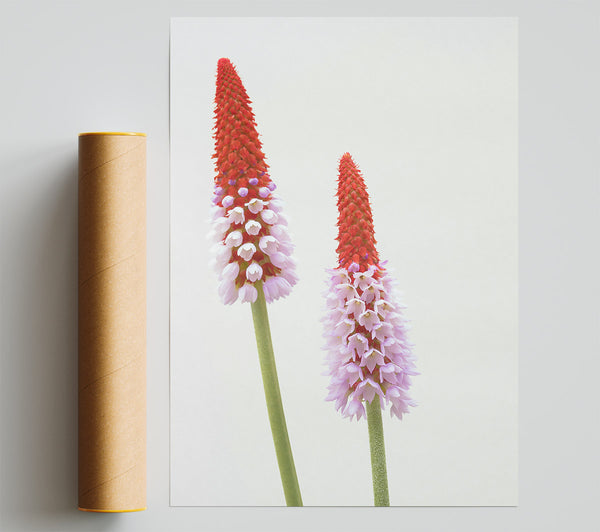 Red And Pink Blooms Giclee Print
