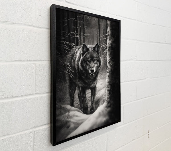 Black Wolf In Snow