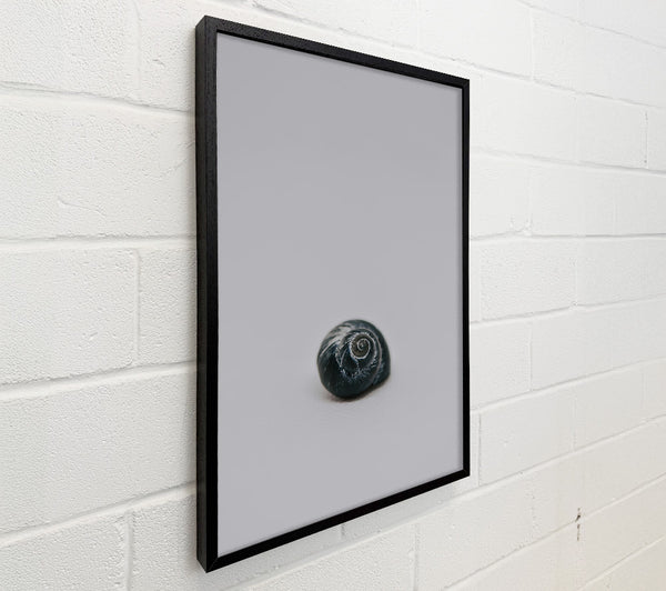 Black Shell Spiral