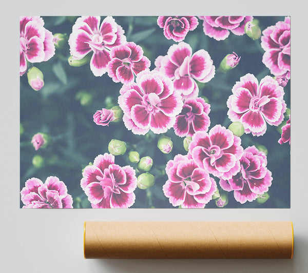 Pink Blooms Burst Print