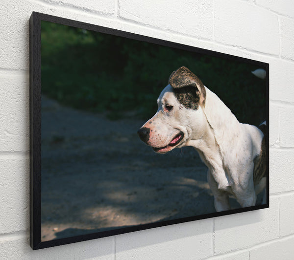 White Dog'S Gaze