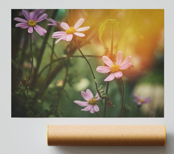 Pink Blooms In Sunlight Giclee Print