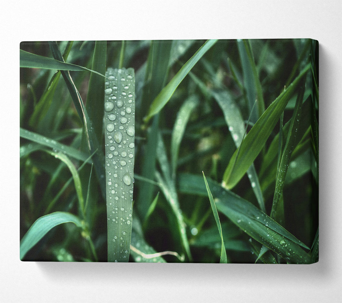  A Canvas Print of Emerald Dew Drops Canvas Wall Art