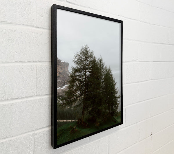 Green Pines In Mist