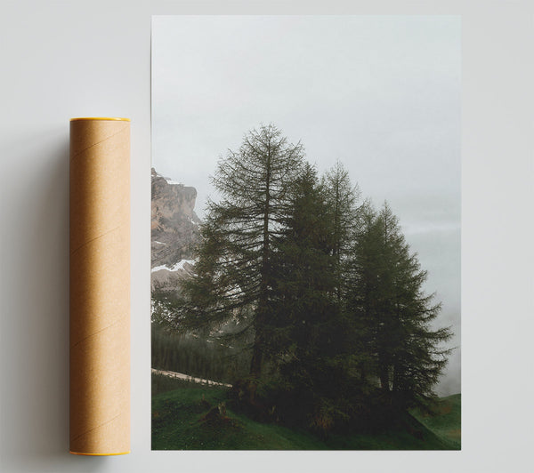 Green Pines In Mist Giclee Print