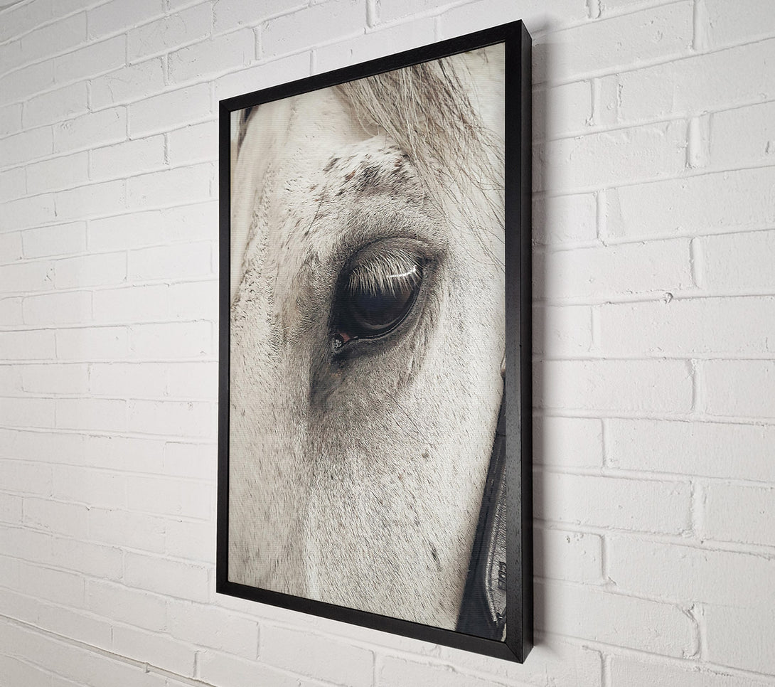  A Canvas Print of Grey Horse Eye Canvas Wall Art