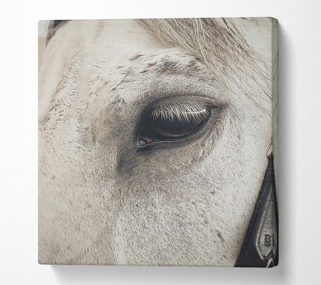 A Canvas Print of Grey Horse Eye Canvas Wall Art