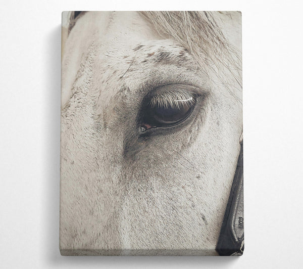  A Canvas Print of Grey Horse Eye Canvas Wall Art