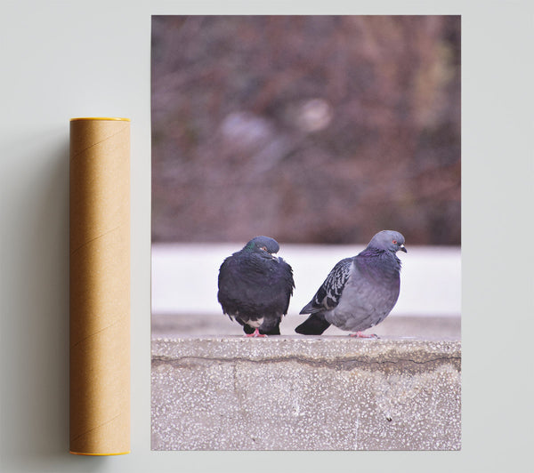 Gray Concrete Pigeons Giclee Print