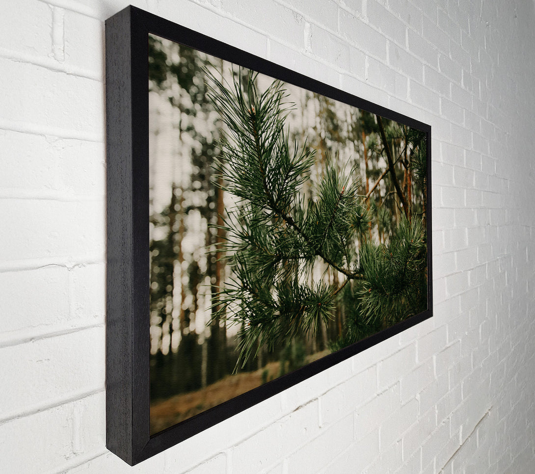  A Canvas Print of Emerald Pine Branch Canvas Print