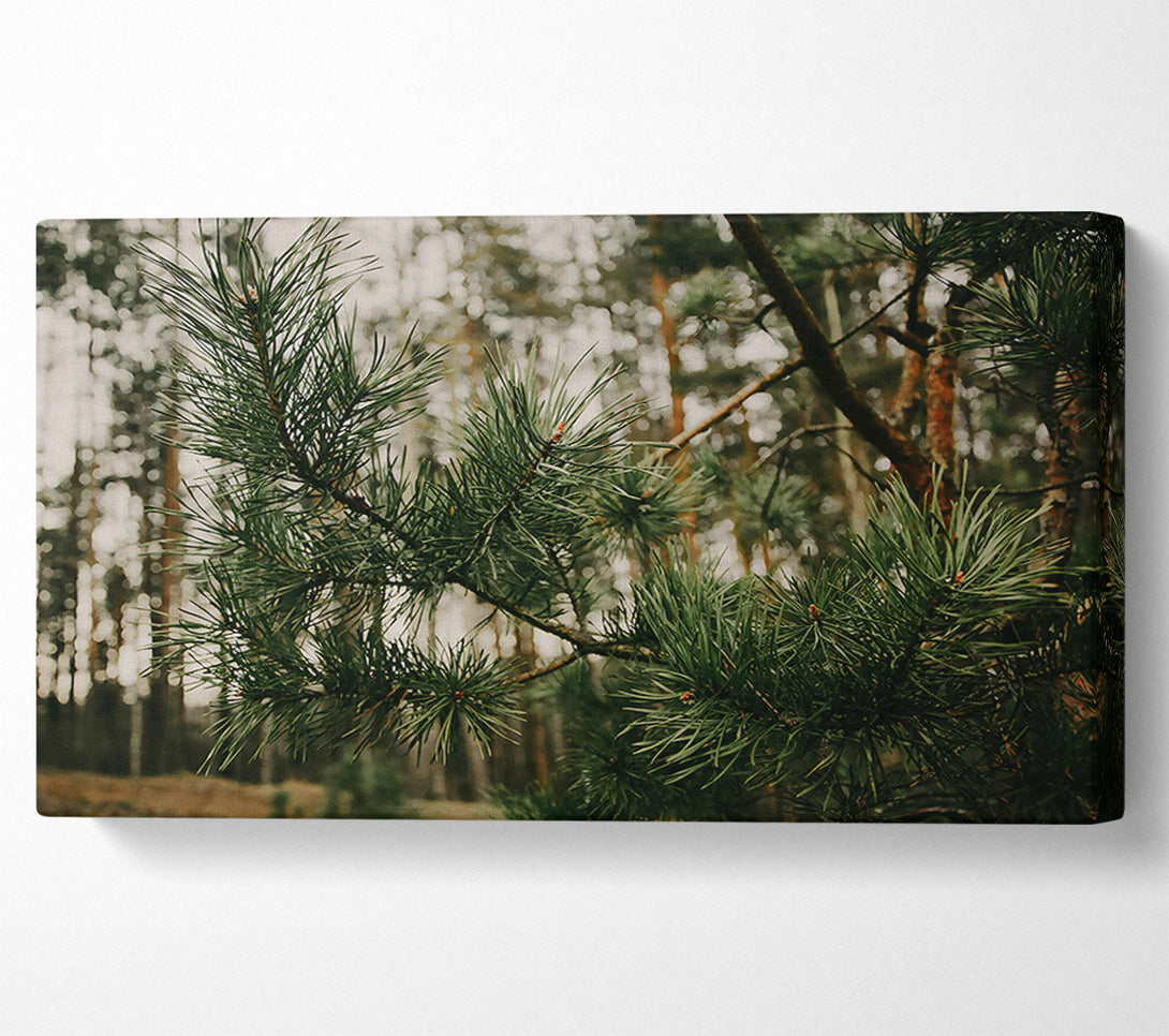  A Canvas Print of Emerald Pine Branch Canvas Print