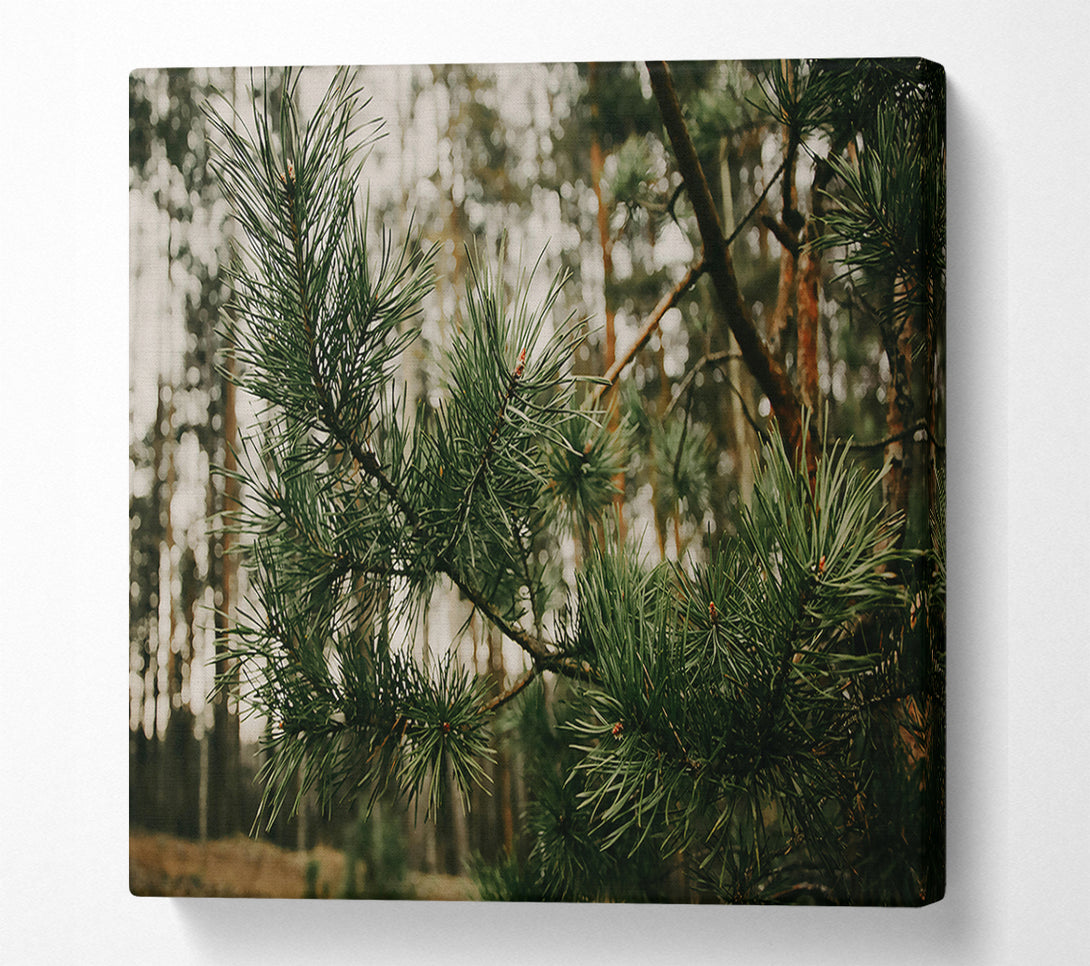  A Canvas Print of Emerald Pine Branch Canvas Print