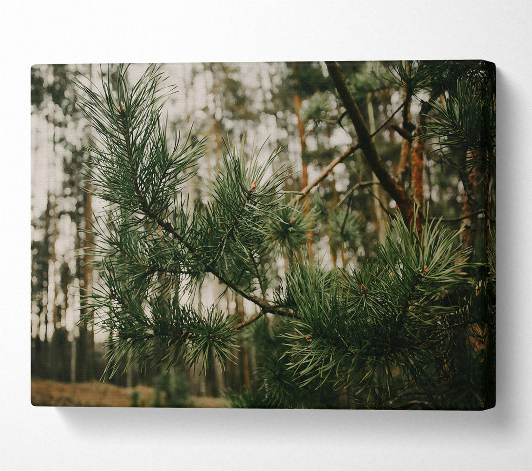  A Canvas Print of Emerald Pine Branch Canvas Print