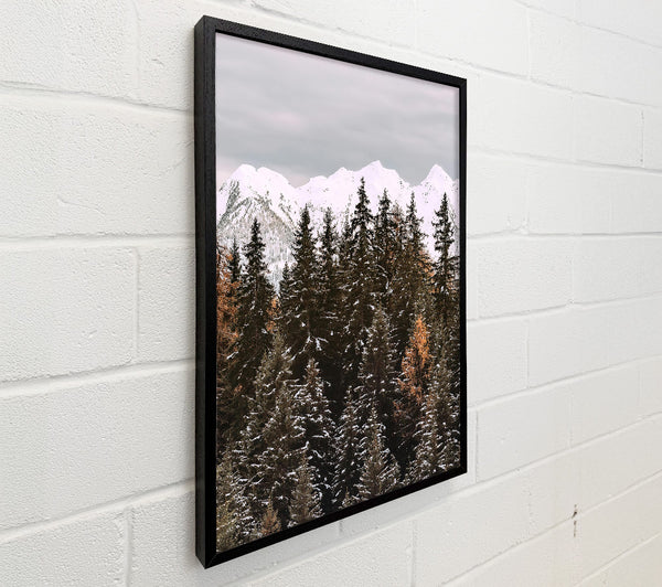 White & Green Pine Forest